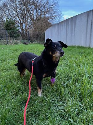 Animage Brest-Guipavas Scanner veterinaire et chirurgie