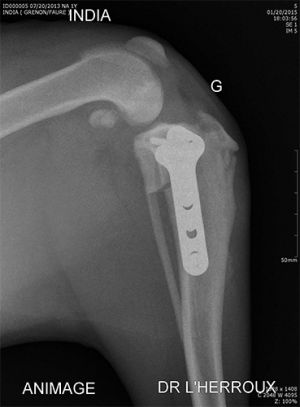 Rupture des ligaments croisés chez le chien 3